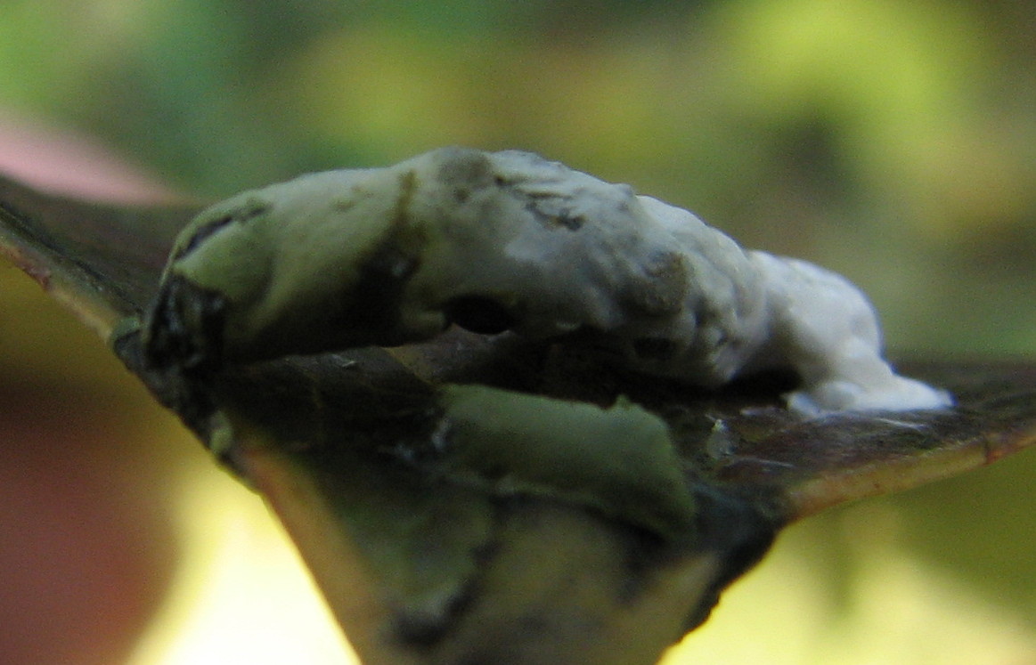 Penso larva strana